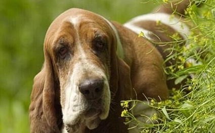 巴吉度猎犬有哪些形态特征？需要如何养护呢？
