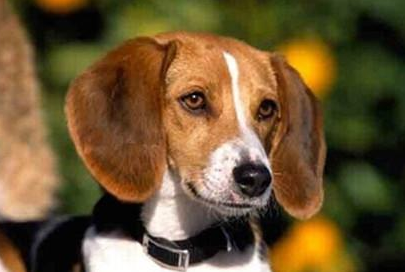 美国猎狐犬有哪些形态特征？需要如何养护呢？