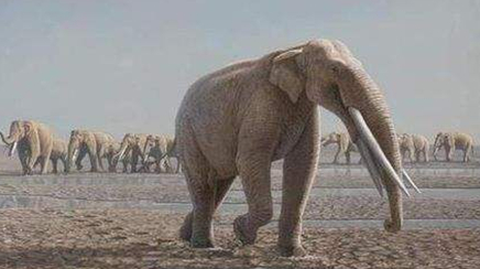 在自然界的生物中，为何说互棱齿象最接近现代象？