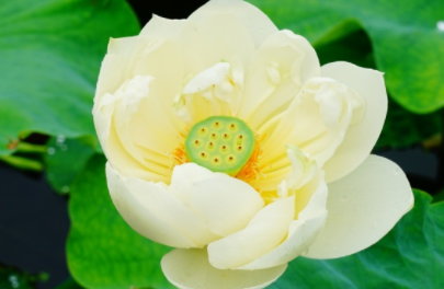 荷花长什么样子？都有哪些形态特征呢？