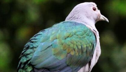 在自然界的生物中，绿皇鸠的叫声究竟是什么样的？