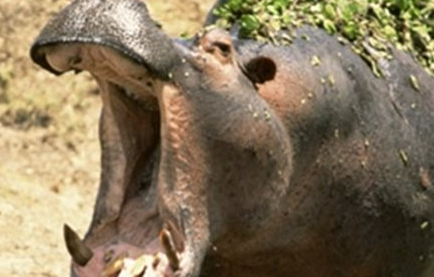 在自然界的生物中，不可以养殖的十大食草动物是什么？