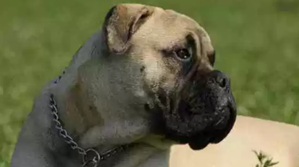 经过科学家们的探索，世界上有哪十大最优秀的护卫犬？