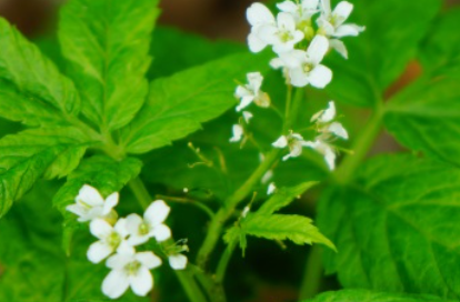 白花碎米荠长什么样子？都有哪些形态特征呢？