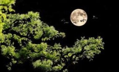 《西江月·顷在黄州》的写作背景是什么？该怎样去理解呢？