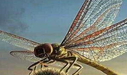 在自然界的生物中，古蜻蜓的生存本领究竟有多强？