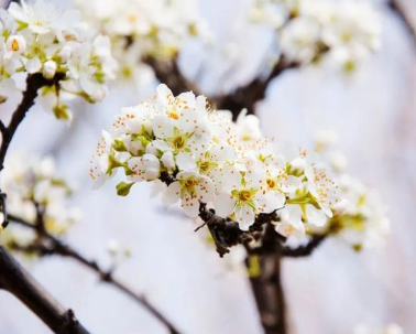 历史上有哪些关于梨花的诗作？梨花为何会和孤寂、忧伤联系在一起？