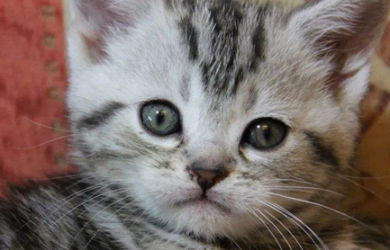 在自然界的生物中，短尾猫有着怎样的形态特征？