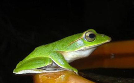 在自然界的生物中，翡翠树蛙对经济和科学有怎样的贡献？