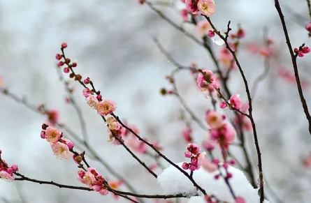 吴文英佳作赏析：《西江月·赋瑶圃青梅枝上晚花》
