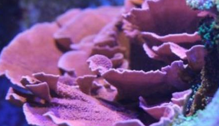 在自然界的生物中，叶板蔷薇珊瑚有着怎样的生活习性？