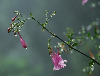 蒋捷所作的《虞美人·听雨》，潜隐着作者的亡国愁情