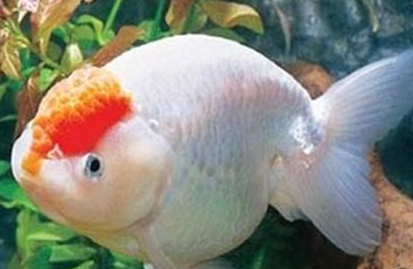 元宝红有哪些形态特征？一般都分布在哪里呢？