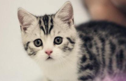 美国短毛猫有哪些生活习性呢？需要怎样的饲养环境？