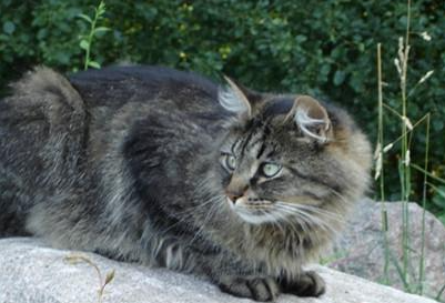 西伯利亚森林猫有哪些形态特征？都分布在哪里呢？