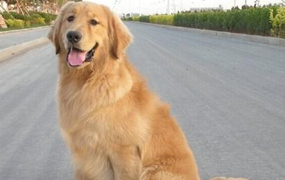 金毛犬有哪些形态特征？需要如何养护呢？