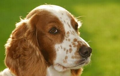 威尔士史宾格犬有哪些形态特征？需要如何养护呢？