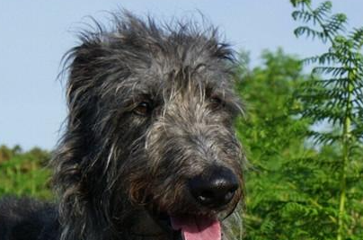 苏格兰猎鹿犬有哪些生活习性呢？性格特点是怎样的？