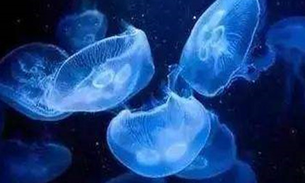 在自然界的生物中，白色霞水母有怎样的生活习性与特征？