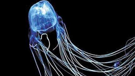 在自然界的生物中，澳大利亚箱形水母有怎样的毒性？