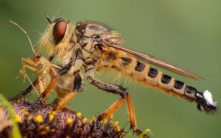 在自然界的生物中，食虫虻是如何捕食其他昆虫的？