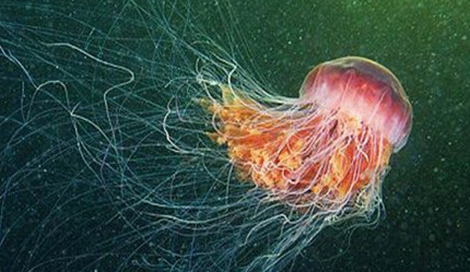 在自然界的生物中，狮鬃水母究竟是如何捕捉食物的？