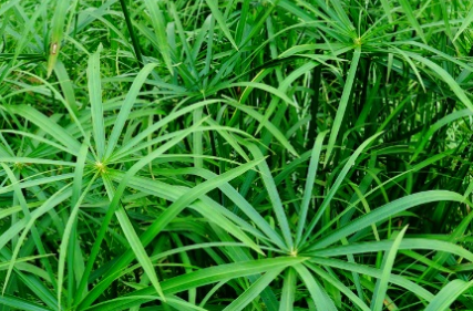 风车草长什么样子？都有哪些形态特征呢？