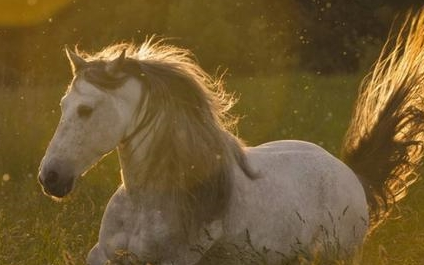 古代武将的坐骑不能选白马?背后什么原因