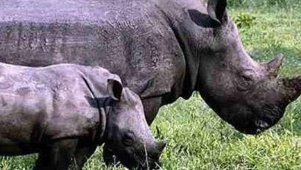 在自然界的生物中，最濒危的十大世界级珍稀动物是什么？