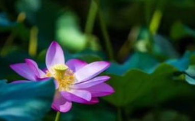 《渔家傲·花底忽闻敲两桨》的写作背景是什么？该怎样去理解呢？