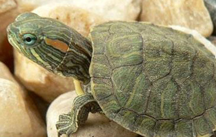 在世界上的动植物当中，榄蠵龟为什么会定期迁徙？