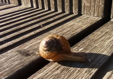 刘伯温的名气很大，他为何会选择归隐呢？