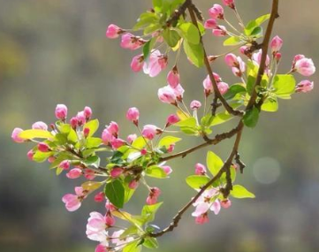 《江畔独步寻花（七首）》杜甫所作，节奏明快，关注内心世界