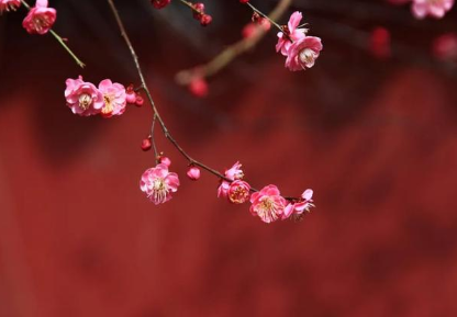 文人墨客们将爱情比作花，他们留下了哪些诗作？