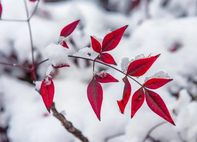 盘点八首关于雪的诗作，诗人描绘了冬天最独特的美丽