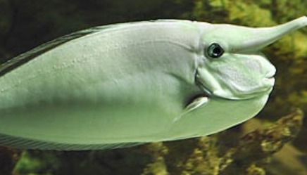在自然界的生物中，突角鼻鱼为何被称为“鱼中匹诺曹”？