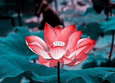 历朝历代有哪些描写初秋荷花的诗作？诗人描绘了怎样的景象？