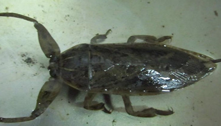 在自然界的生物中，人们饲养水蝎子之前要做好哪些准备？