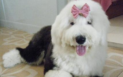 英国古代牧羊犬属于什么品种？喂养时需要注意什么？
