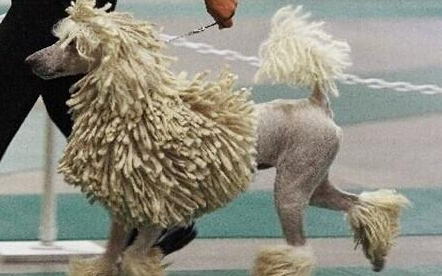 可蒙犬有哪些生活习性呢？性格特点是怎样的？