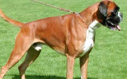 拳师犬有哪些形态特征？需要如何养护呢？
