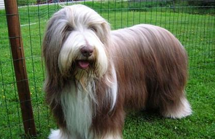 古代长须牧羊犬属于什么品种？喂养时需要注意什么？