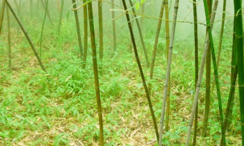 筠竹长什么样子？有哪些形态特征呢？