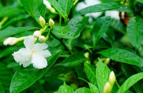 狗牙花长什么样子？有哪些形态特征呢？