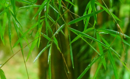 泰竹长什么样子？有哪些形态特征呢？