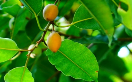 牛乳树长什么样子？都有哪些形态特征呢？