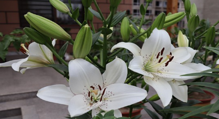 在自然界的生物中，不同颜色的百合花代表什么花语？