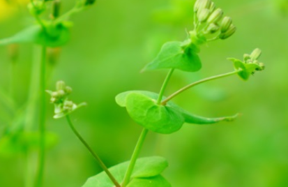 抱茎小苦荬长什么样子？都有哪些形态特征呢？