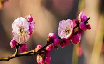 被誉为写“梅花”千古绝唱：林逋《山园小梅》赏析