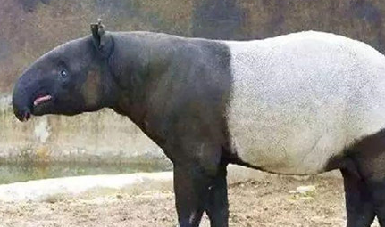 在世界上的动植物当中，马来貘有着怎样的生活习性？